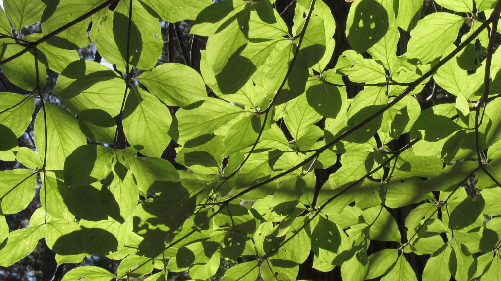 Patterns of light on basswood leaves in Yosemite Valley National Park