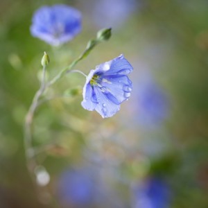 Flax Flower and Seed Pod
