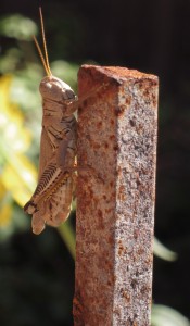 Backyard visitor
